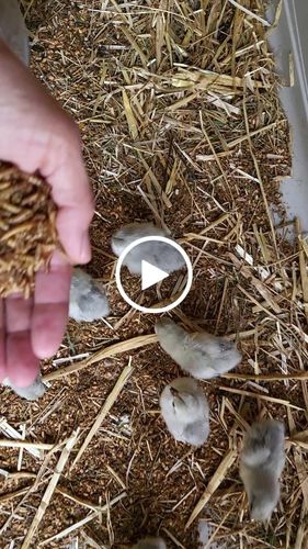 Customer video review of BlackTasty™ Getrocknete Soldatenfliegenlarven