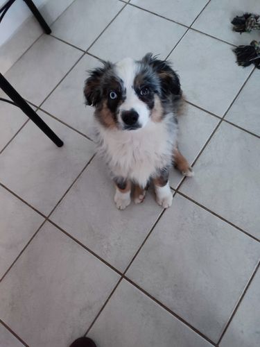 Customer photo review of Collier Anti Aboiement PuppySafe