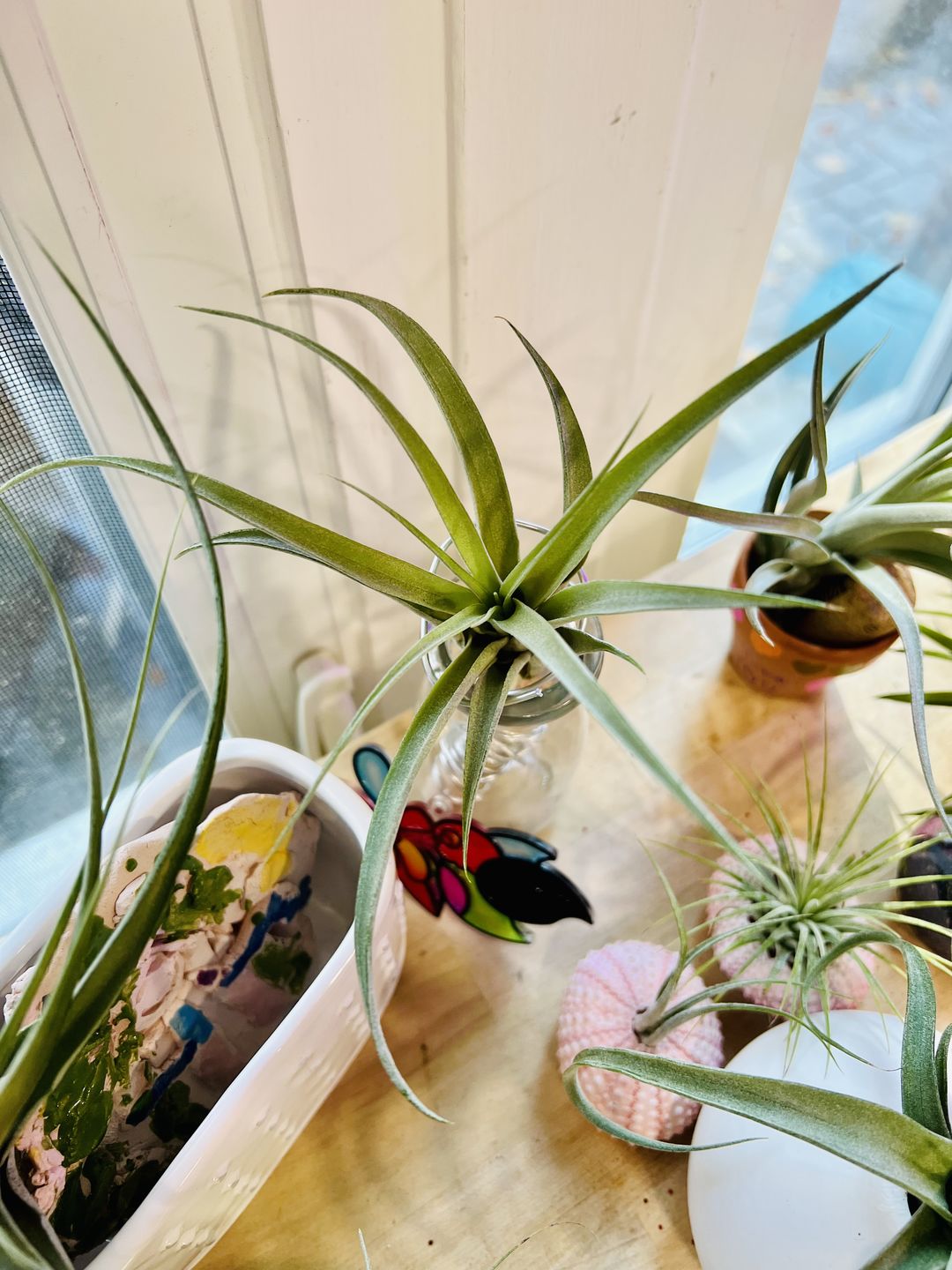 Customer photo review of X Betty  (xerographica x brachycaulos)  *Cannot Be Shipped Internationally*