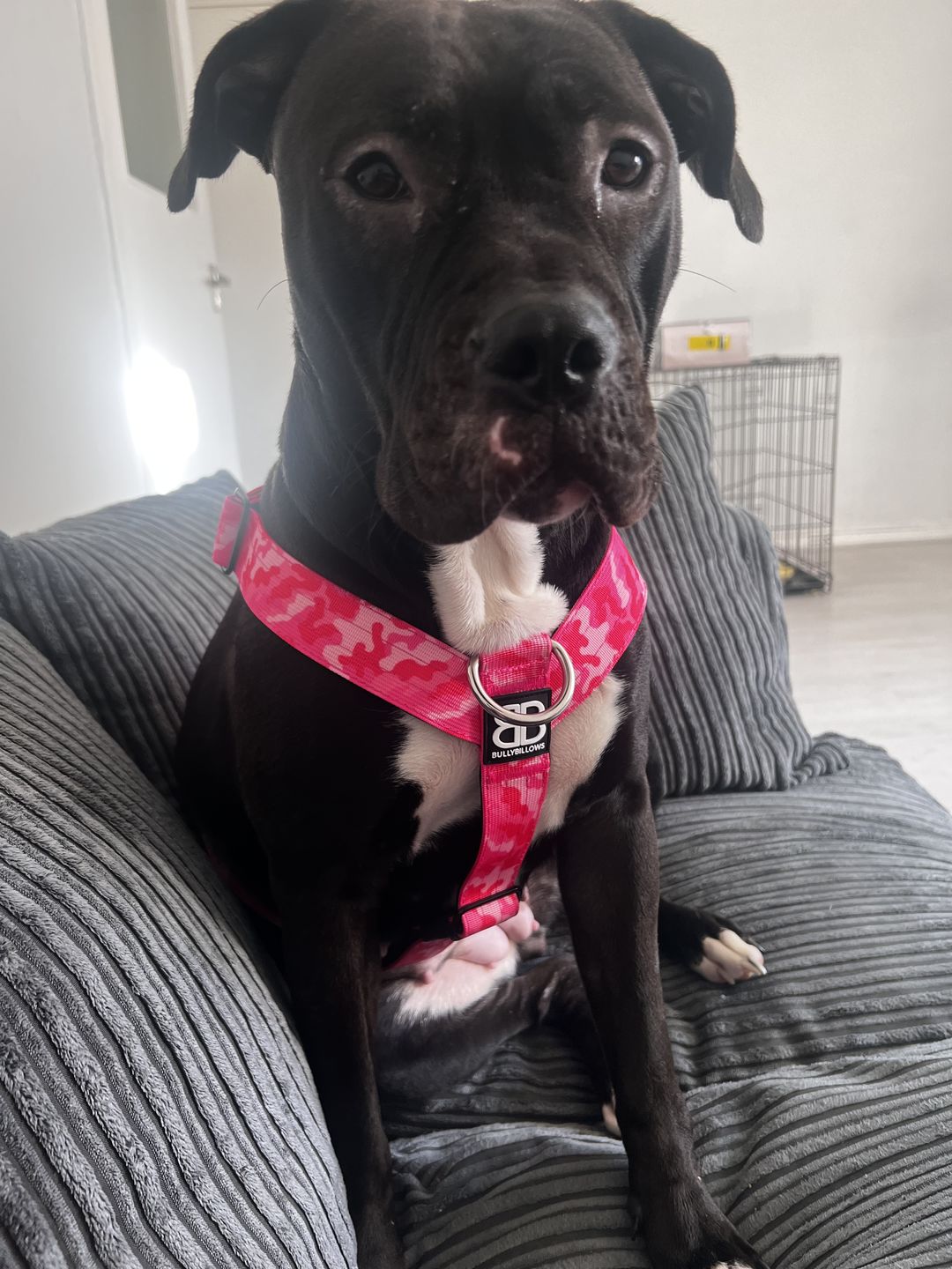 Customer photo review of Double Ended Training Lead | All Breeds - Durable & Soft 2m Lead - Pink