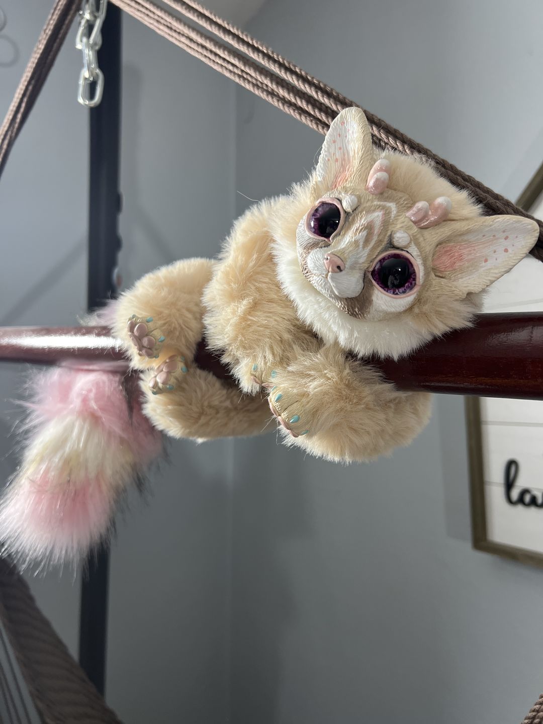 Customer photo review of Ring-tailed cat