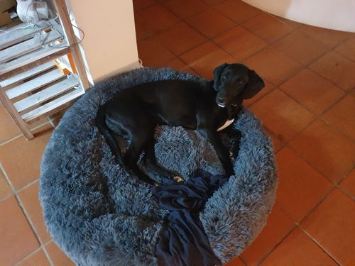 Customer photo review of Puppery Hundebett Wolke 7 - Das Original