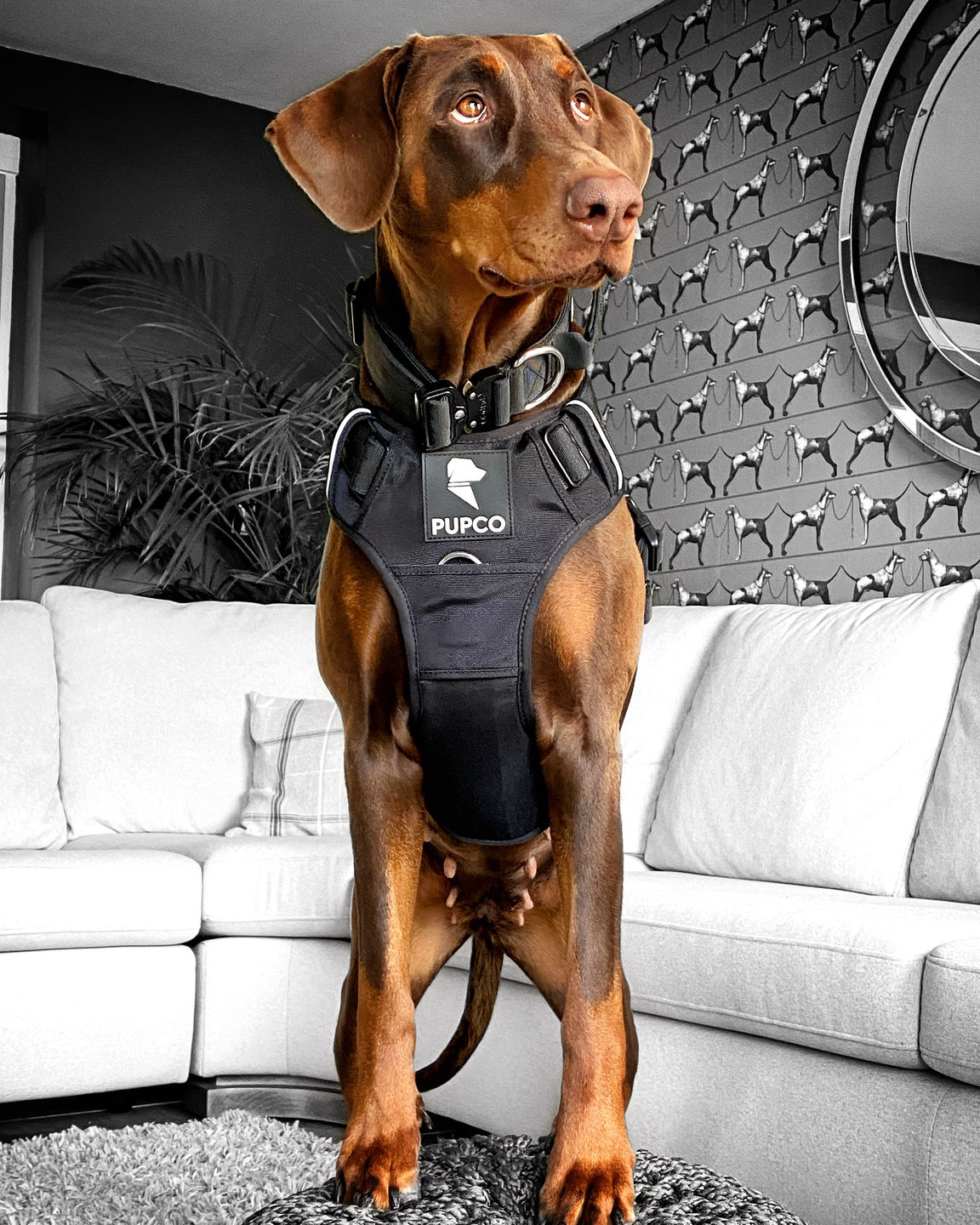 Customer photo review of PUPCO prime harness - Black