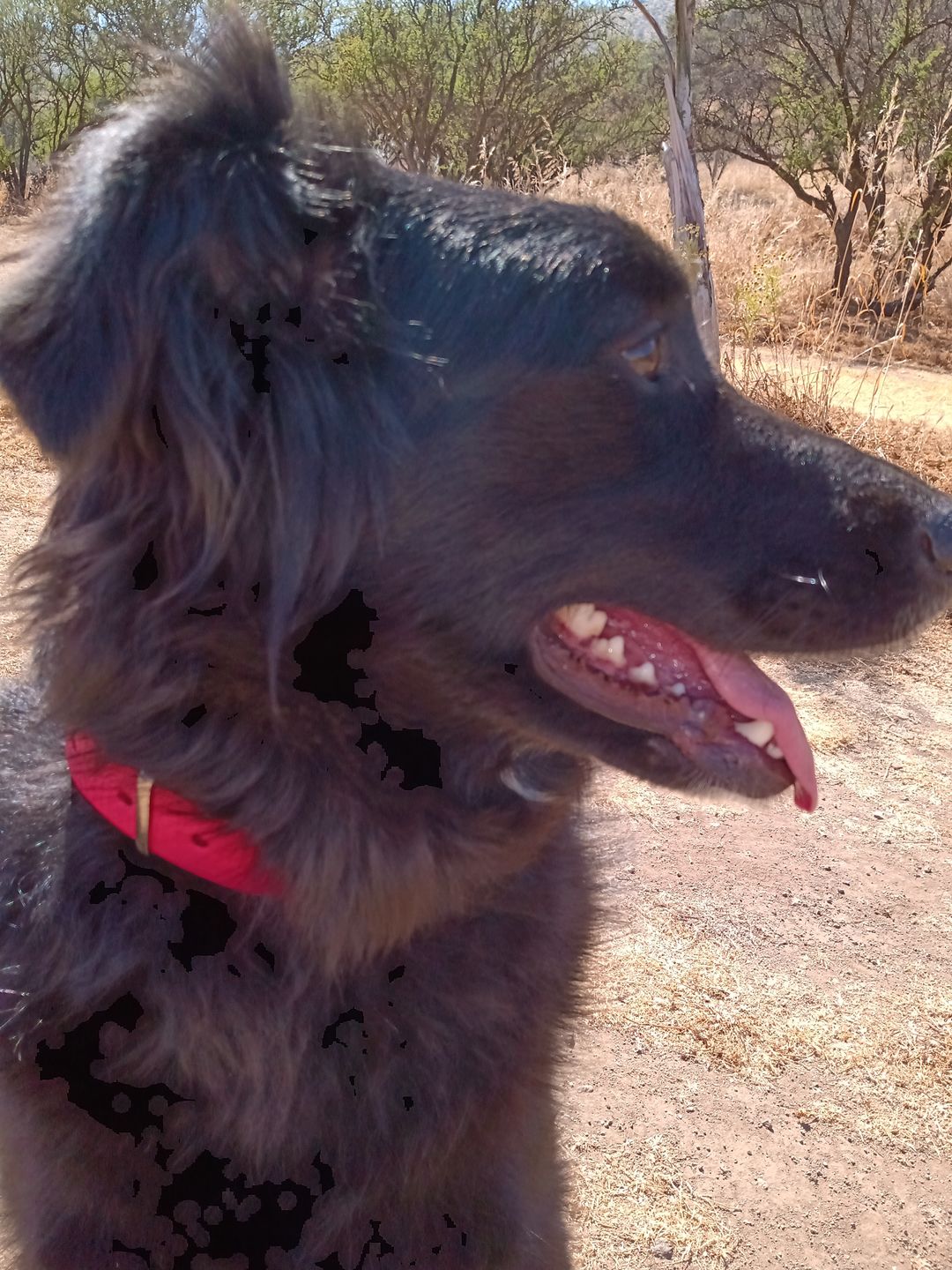 Customer photo review of Collar Duke Fucsia Corrugado/Rosado Corrugado