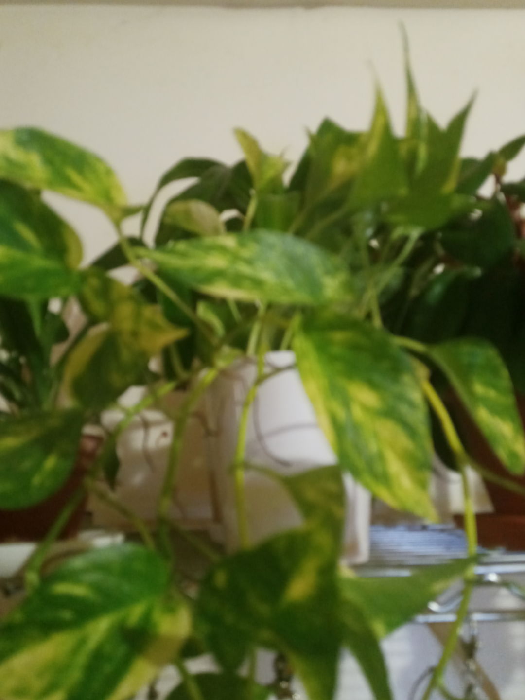 Customer photo review of 4" Pothos Epipremnum aureum 'Golden'