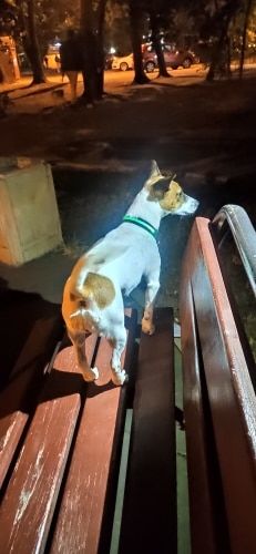 Customer photo review of LED Glow Pet Collar - USB Rechargeable