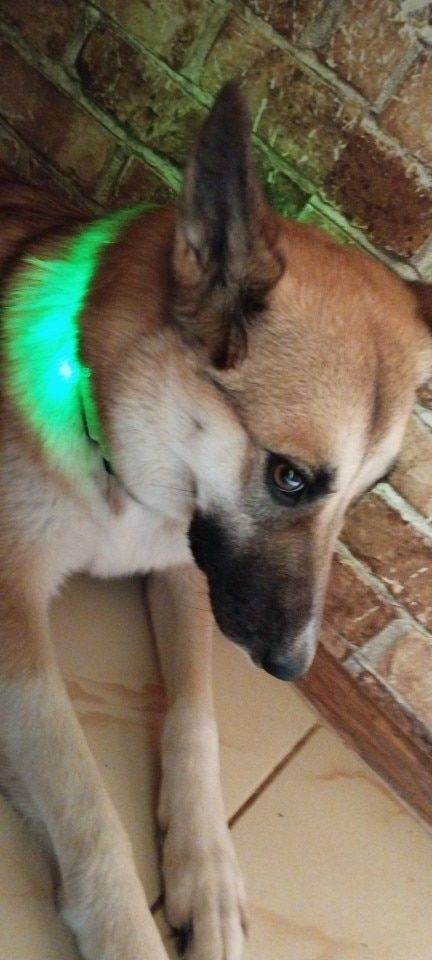Customer photo review of LED Glow Pet Collar - USB Rechargeable