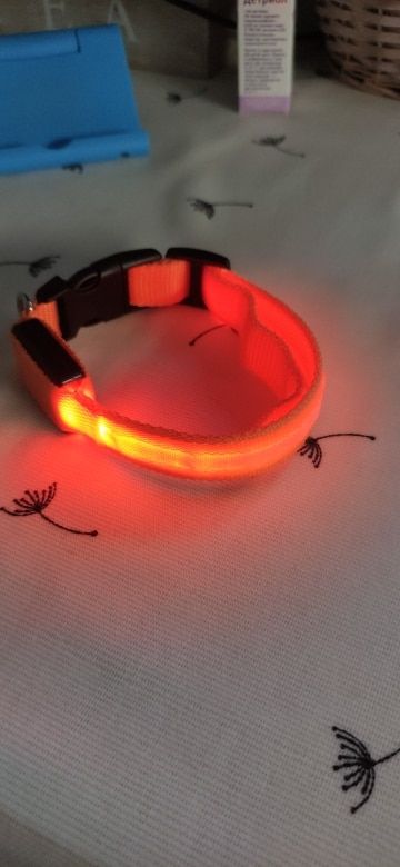 Customer photo review of LED Glow Pet Collar - USB Rechargeable
