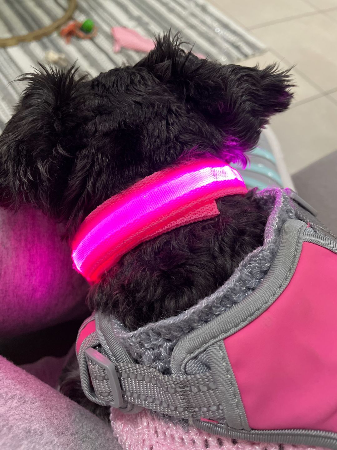 Customer photo review of LED Glow Pet Collar - USB Rechargeable