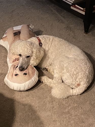 Customer photo review of Create A Custom Dog Pillow