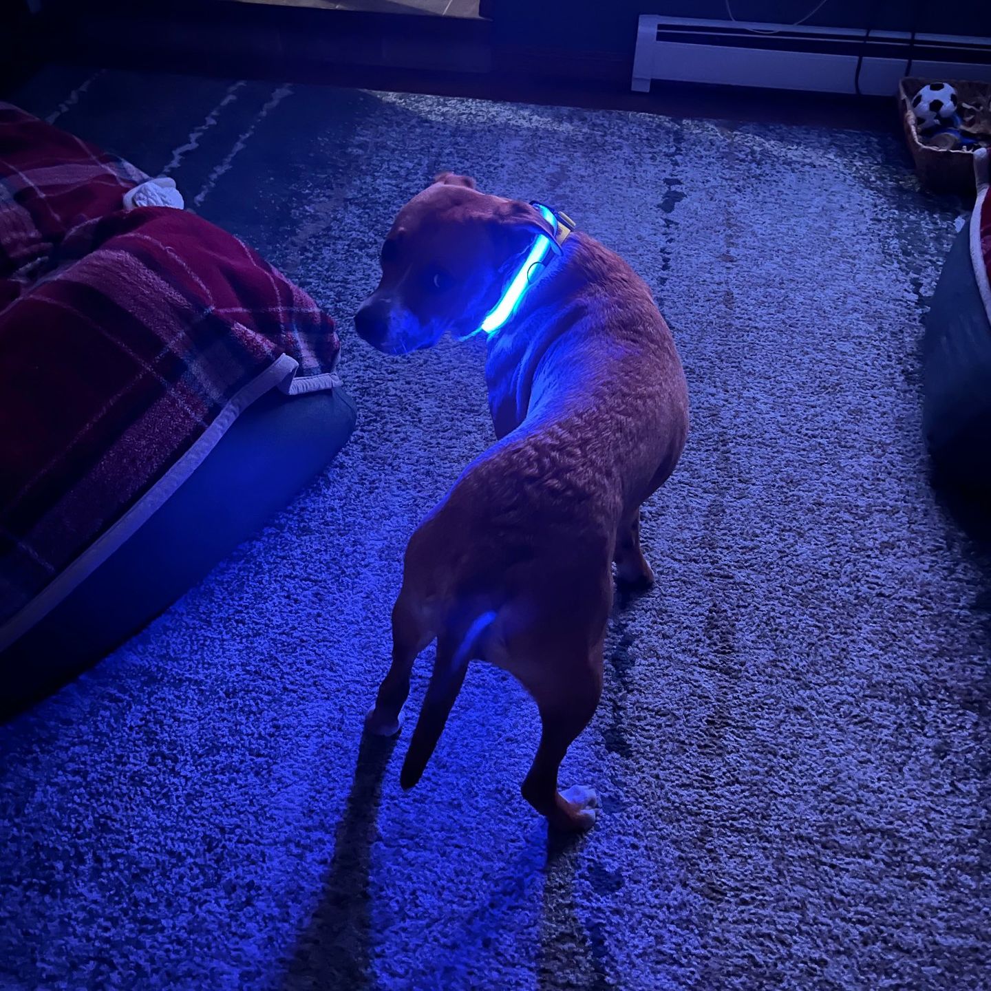 Customer photo review of LED Glow Pet Collar - USB Rechargeable