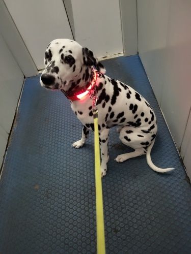 Customer photo review of LED Glow Pet Collar - USB Rechargeable