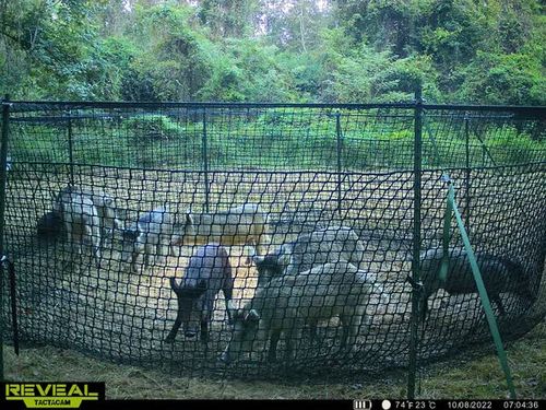 Customer photo review of Pig Brig Trap System