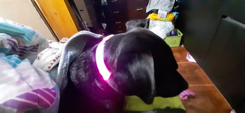 Customer photo review of LED Glow Pet Collar - USB Rechargeable