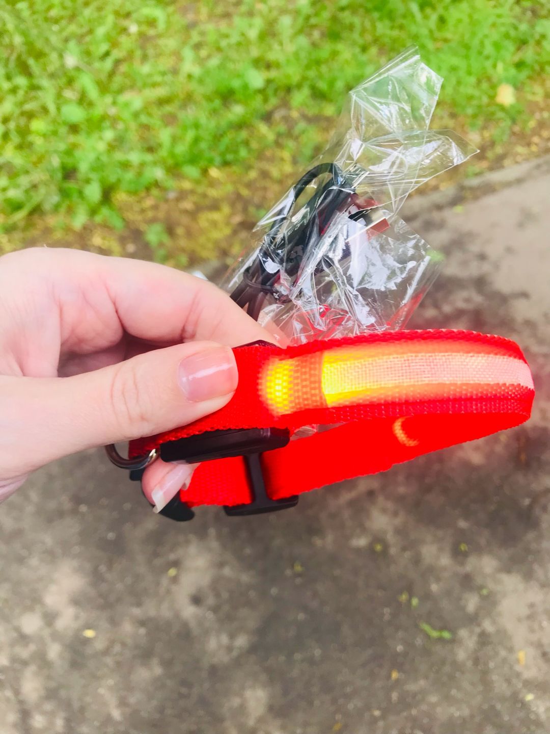 Customer photo review of LED Glow Pet Collar - USB Rechargeable