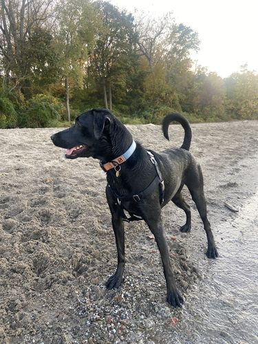 Customer photo review of Great Lakes Blue Collar - Recycled Ripstop