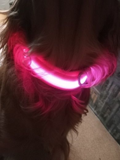 Customer photo review of LED Glow Pet Collar - USB Rechargeable