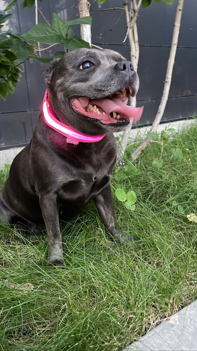 Customer photo review of LED Glow Pet Collar - USB Rechargeable