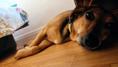 Customer photo review of LED Glow Pet Collar - USB Rechargeable