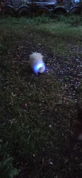 Customer photo review of LED Glow Pet Collar - USB Rechargeable