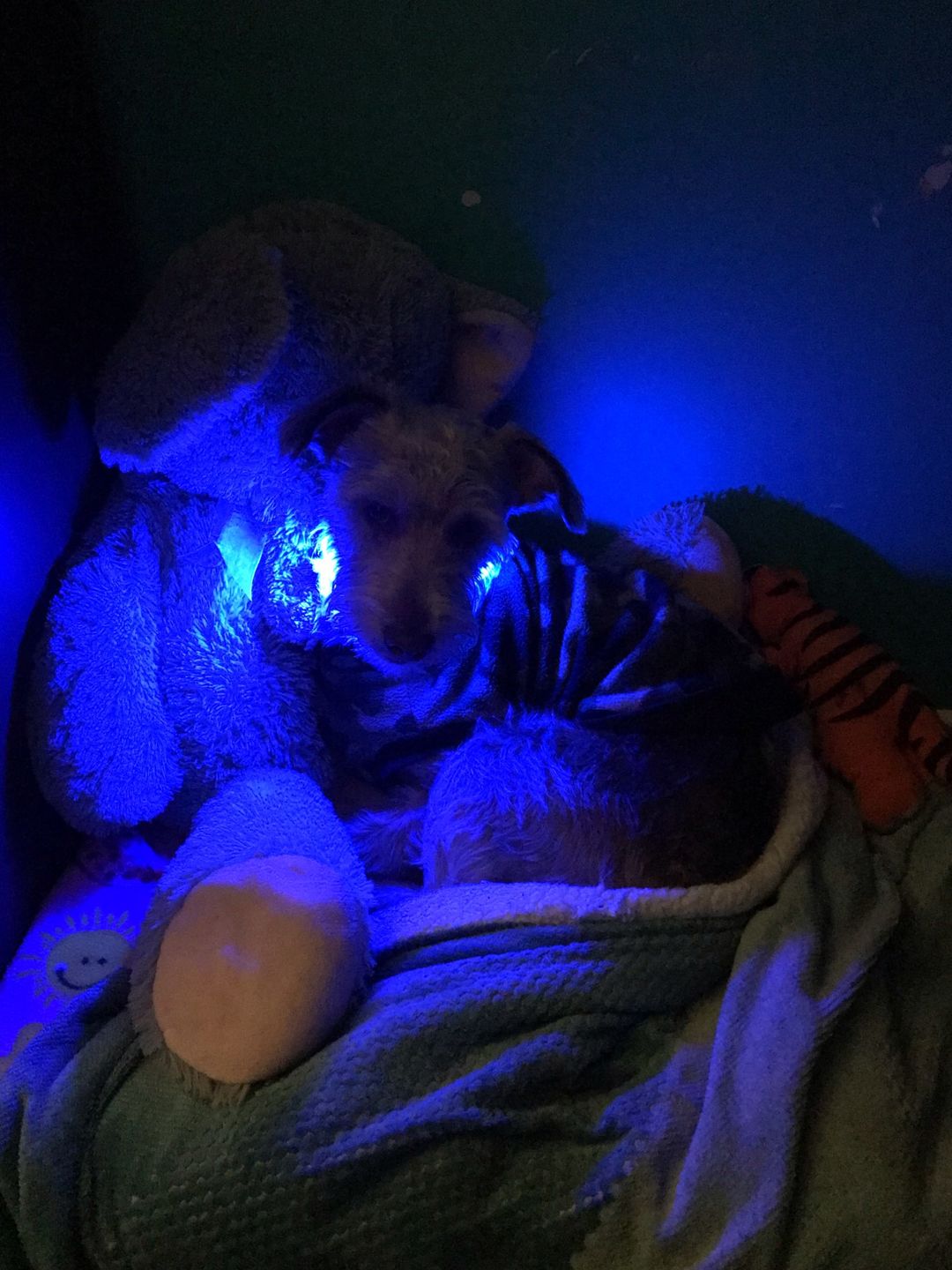 Customer photo review of LED Glow Pet Collar - USB Rechargeable