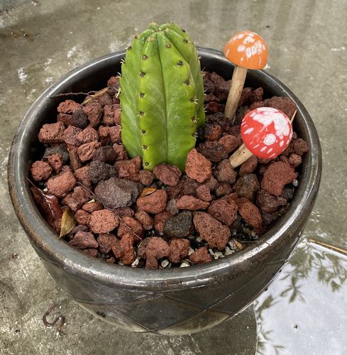 Customer photo review of San Pedro Cactus | Echinopsis pachanoi