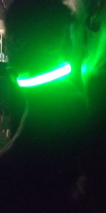 Customer photo review of LED Glow Pet Collar - USB Rechargeable