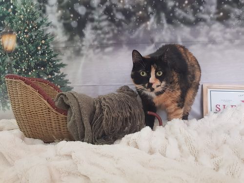Customer photo review of Kate Christmas Snow Forest Lights Backdrop for Photography