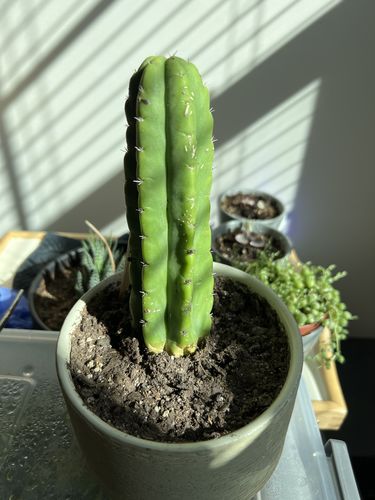Customer photo review of San Pedro Cactus | Echinopsis pachanoi