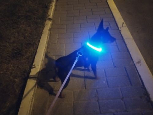 Customer photo review of LED Glow Pet Collar - USB Rechargeable