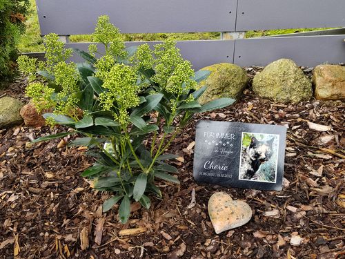 Customer photo review of Katzen Gedenktafel mit Foto & Für immer im Herzen