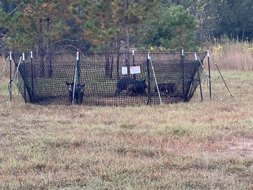 Customer photo review of Pig Brig Trap System