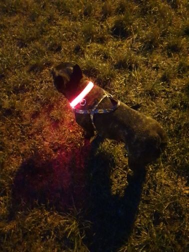 Customer photo review of LED Glow Pet Collar - USB Rechargeable