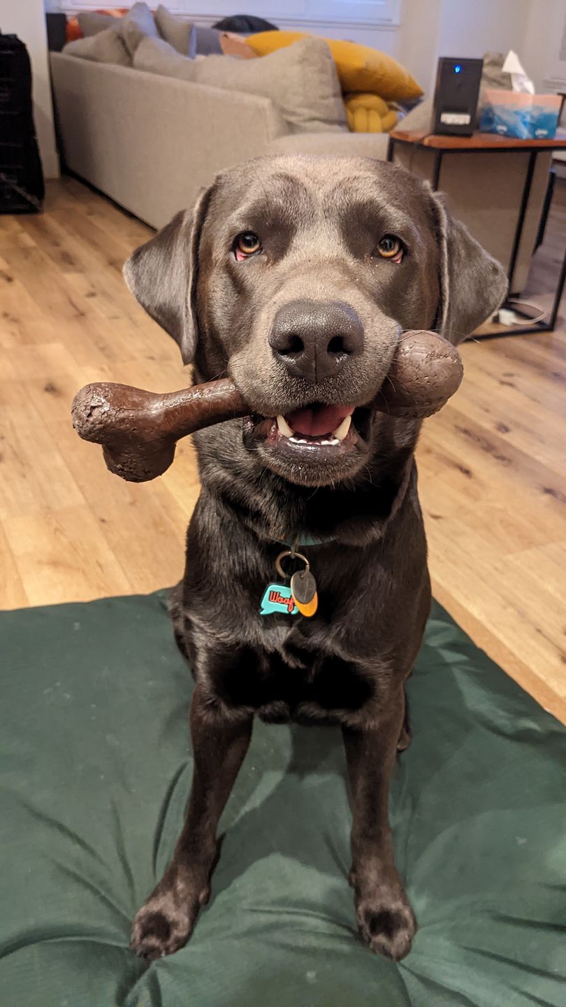 Customer photo review of Give A Dog A Bone!