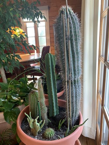 Customer photo review of Imperfect San Pedro Cactus Cuttings | Echinopsis pachanoi Cuttings