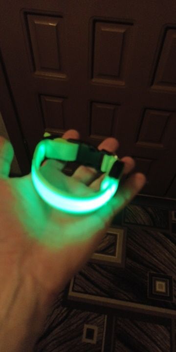 Customer photo review of LED Glow Pet Collar - USB Rechargeable