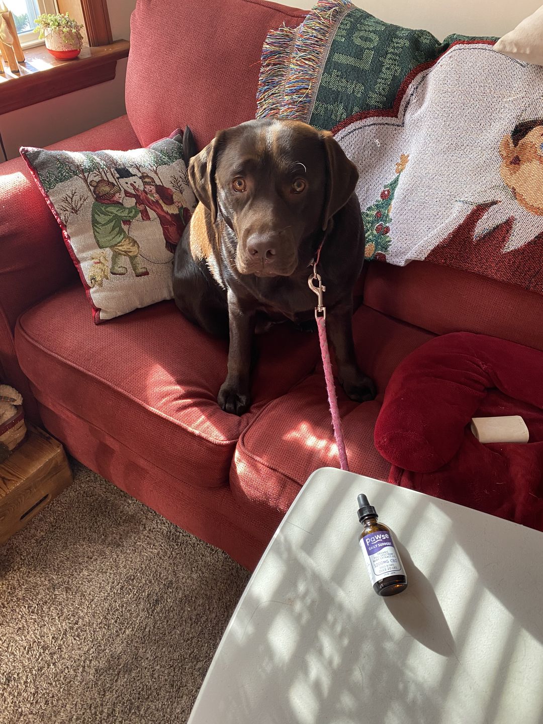Customer photo review of Daily Support - Full Spectrum Hemp CBD Oil - For All Pets Over 20 Pounds