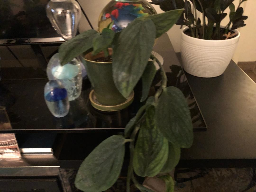 Customer photo review of 3" Monstera sp. 'Peru'
