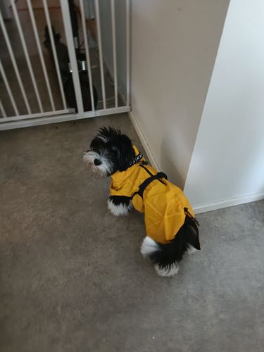 Customer photo review of Visibility Raincoat Lite Yellow for Dogs