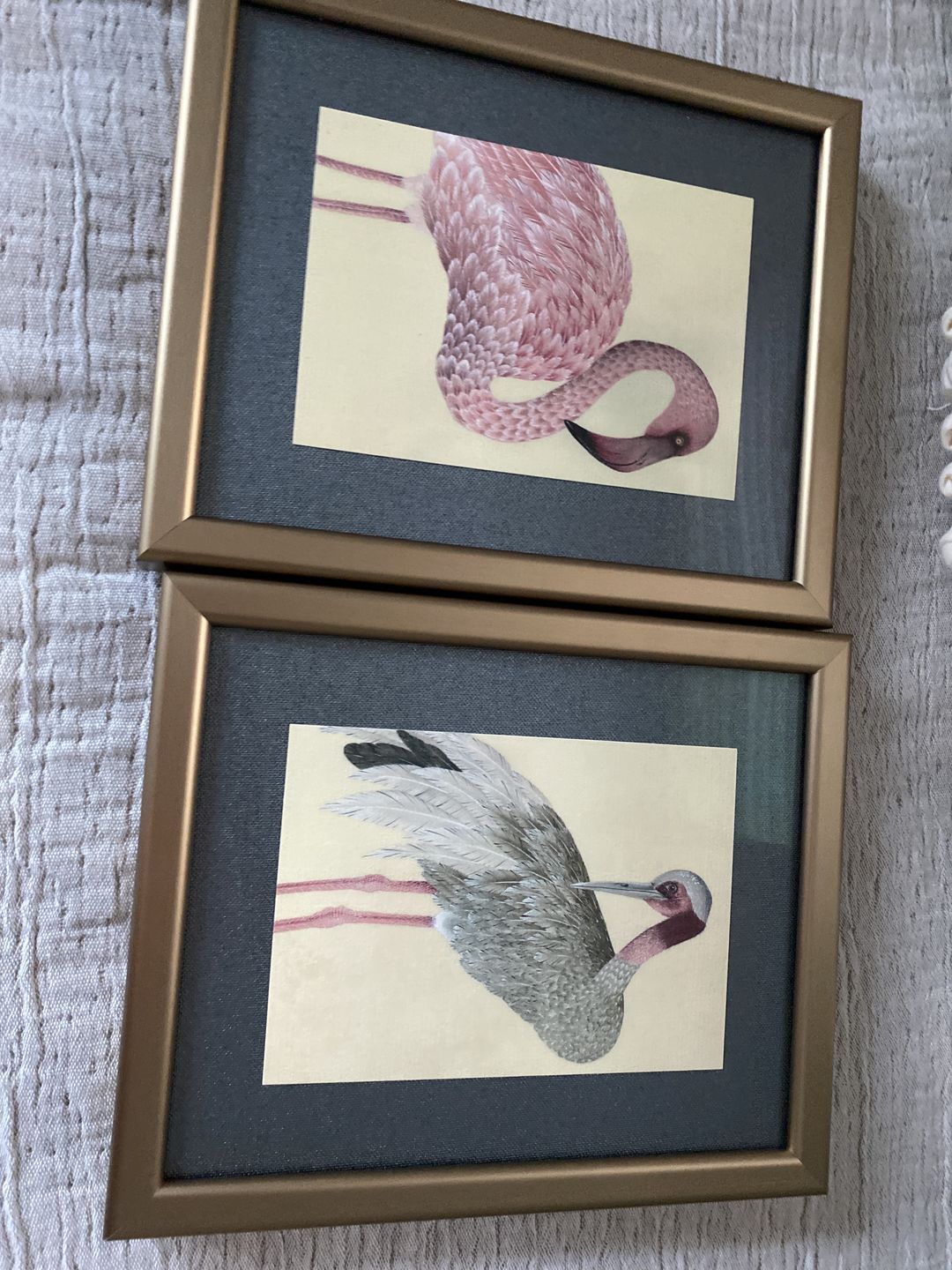 Customer photo review of Botanical Mini Art Prints - Set Of 6