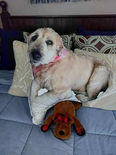 Customer photo review of Create A Custom Dog Pillow