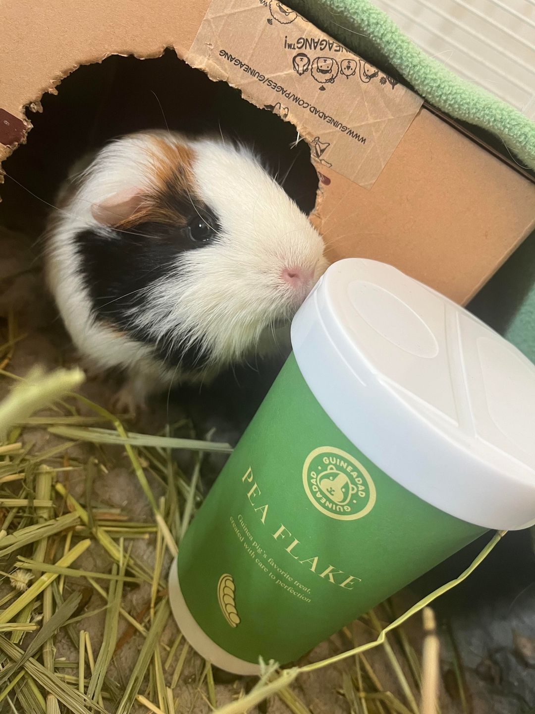 Customer photo review of Guinea Pig Pea Flakes - GuineaDad Nourish Series - Healthy Pea Chips