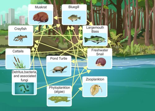 Customer photo review of Bape Camo Hoodie