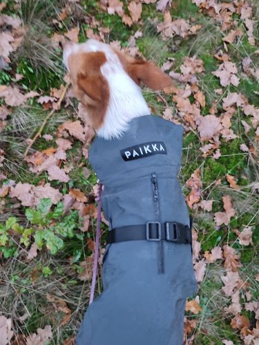Customer photo review of Visibility Raincoat Dark for Dogs