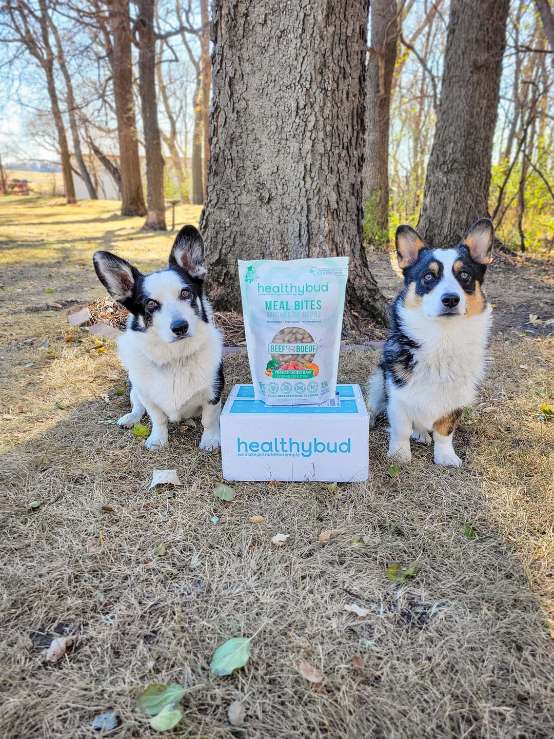Customer photo review of Beef Meal Bites