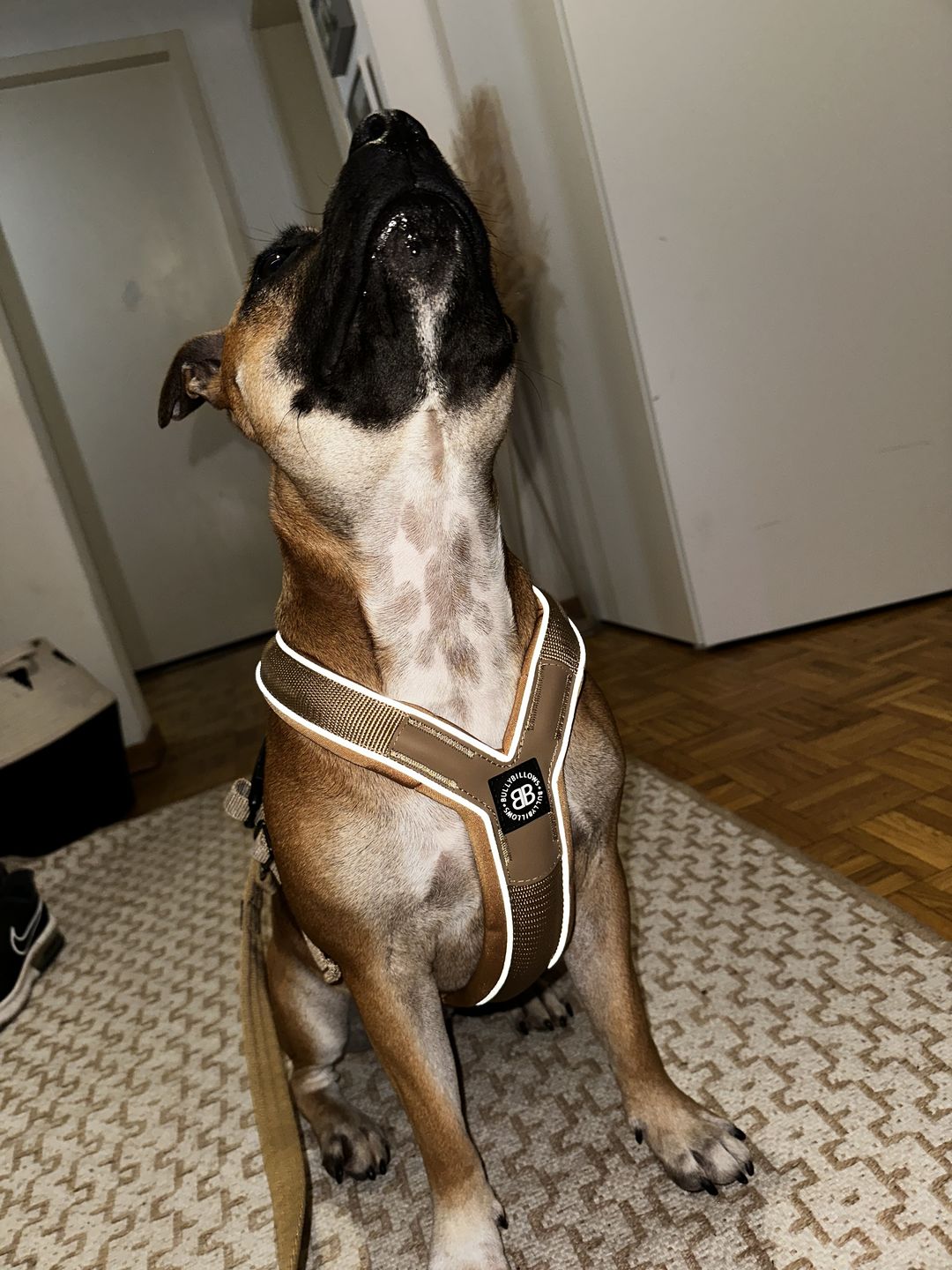 Customer photo review of RR - Slip on Padded Comfort Harness | Non Restrictive & Reflective - Military Tan