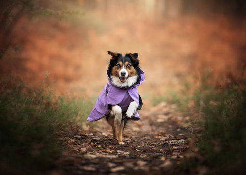Customer photo review of Visibility Winter Jacket Lilac for Dogs