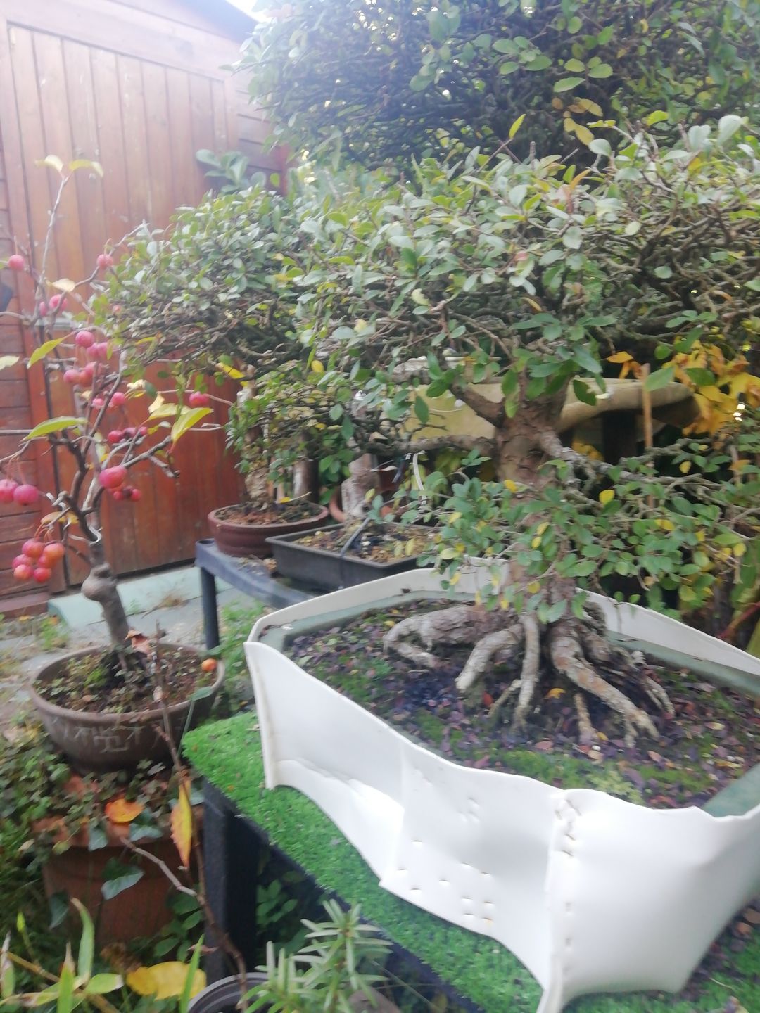 Customer photo review of NANOTEK CB® (DNA BONSAI 2.0)