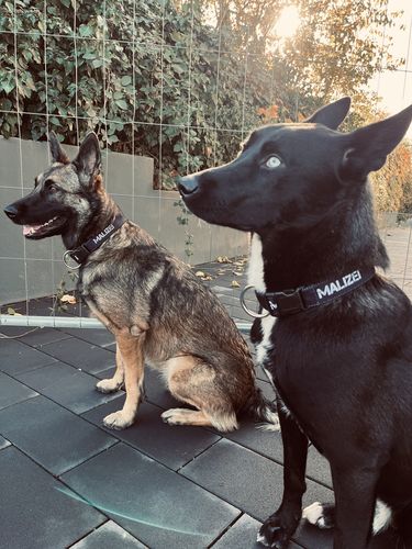 Customer photo review of Personalisierbares Hundehalsband