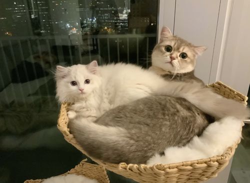 Customer photo review of Michu Selected Real Wood Cat Tree, Large
